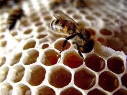 bursa ili arı yetistiricileri birligi baybir 